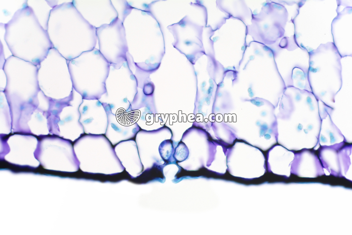 Feuille d'Aloes - détail d'un stomate CT x100 - gryphea.com